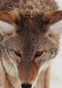 黄动漫-鬼灭之刃